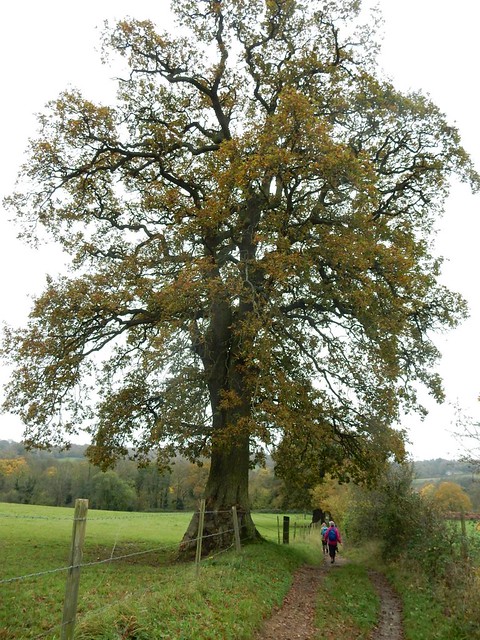Tree Guildford Circular via Chantries Hill