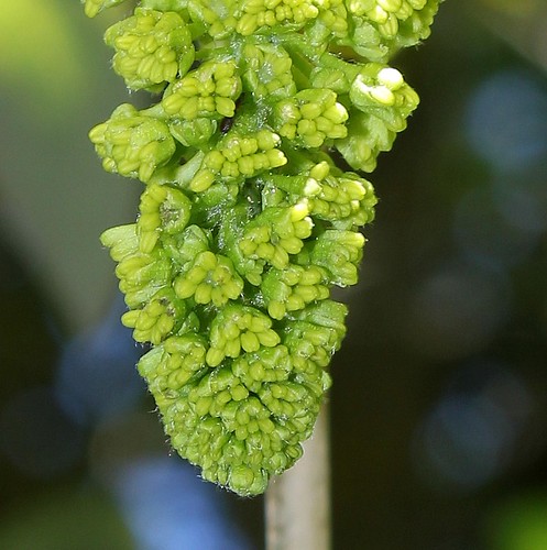 Acer pseudoplatanus – érable sycomore, faux platane 22655143351_e0e207e9c0