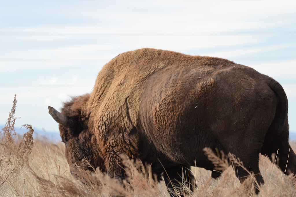 Bison at Rocky Mountain Arsenal National Wildlife Refuge - a photo on ...