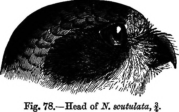 Image from page 327 of 