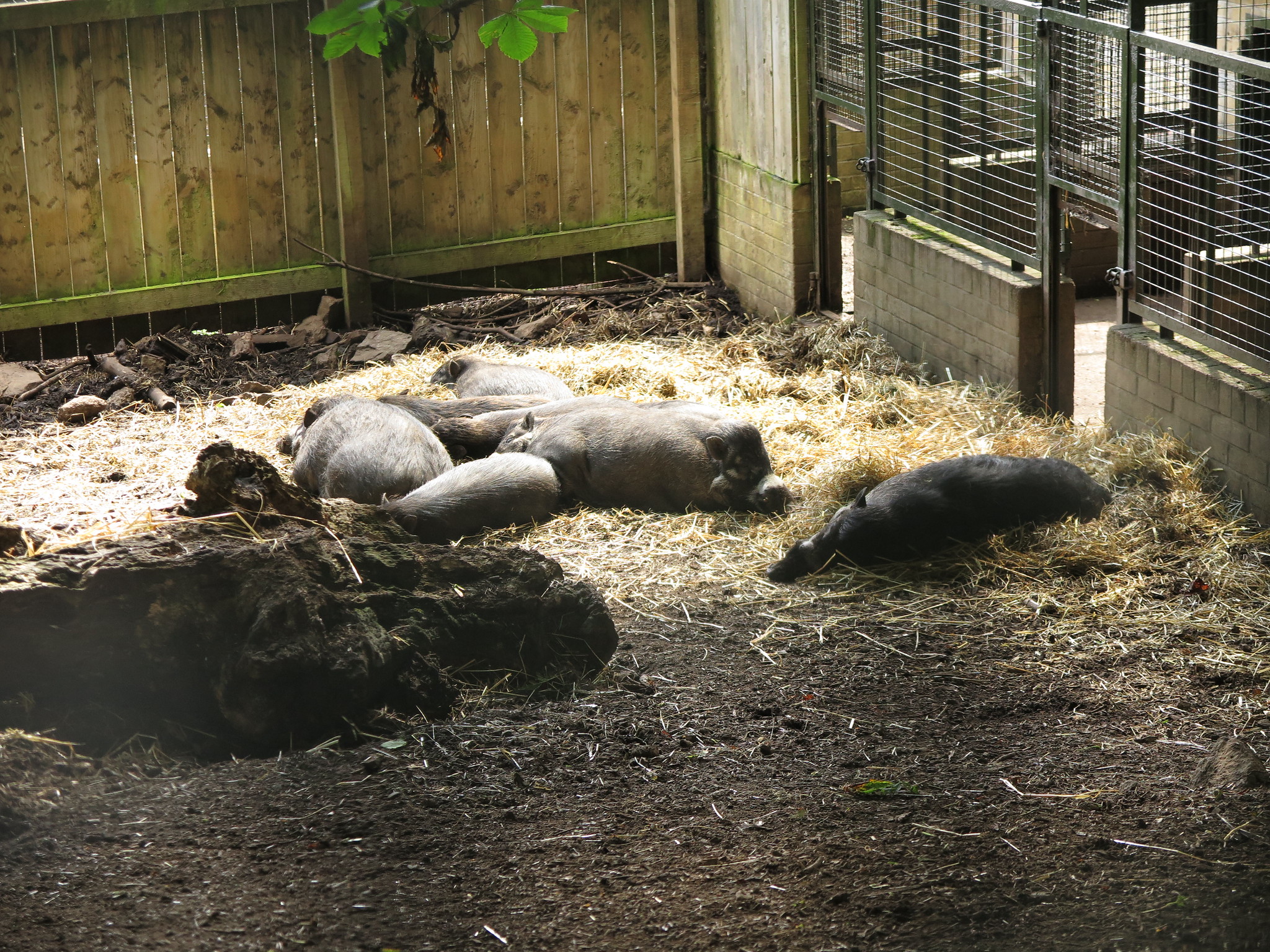 Zoo {Day 2} (Edinburgh)