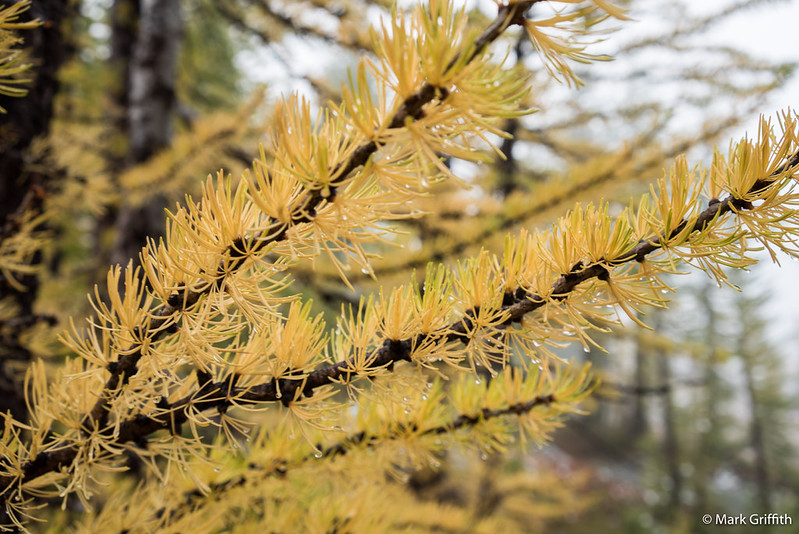 Larch Needles and Rain