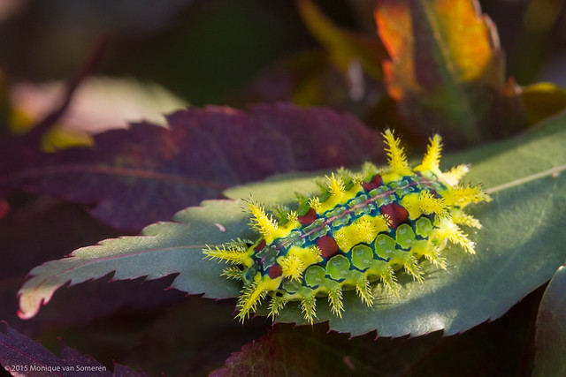 Spiny Oak-slug Moth Caterpillar