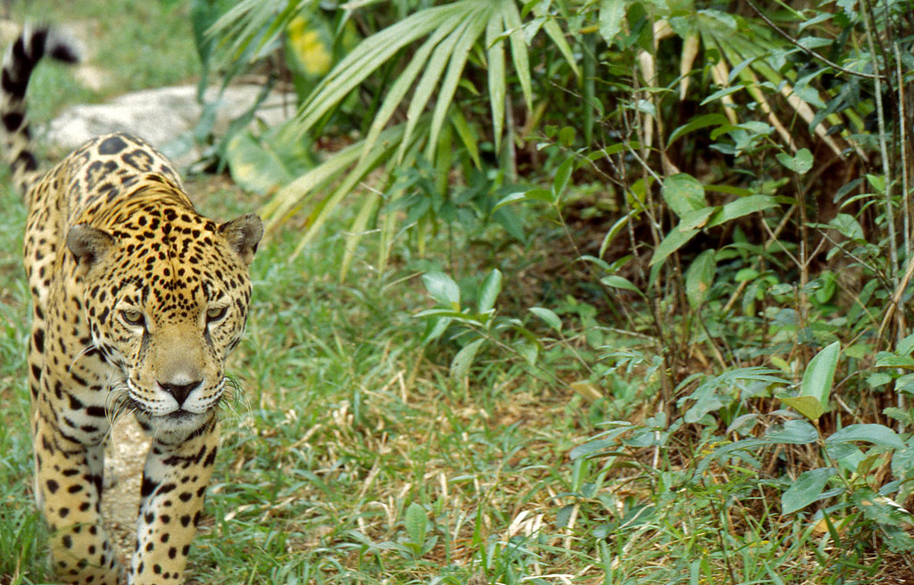Belize Zoo: Descubre la fauna autóctona de Belice 9