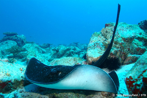 Sting Ray