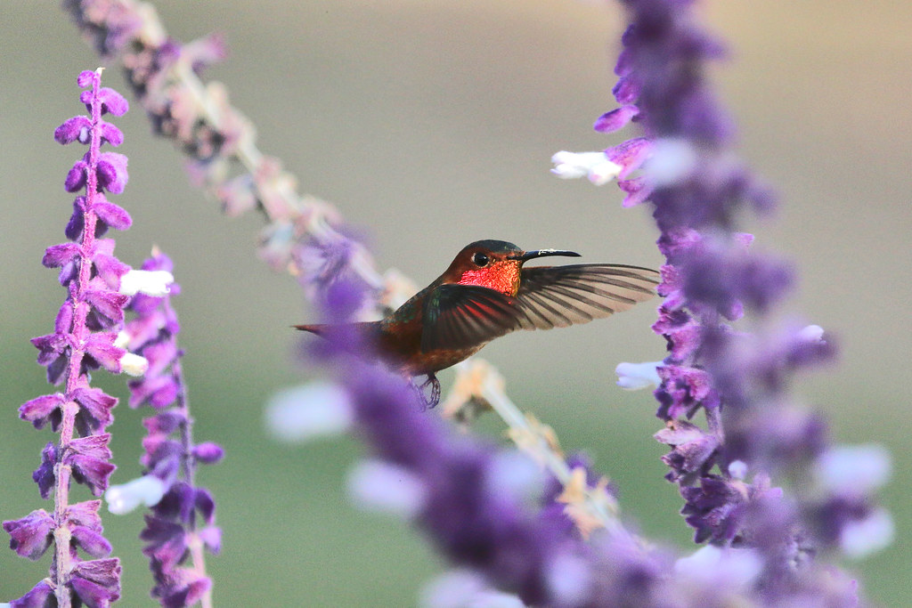 Allan Hummingbird IMG_9267a | cheungdavid_05 | Flickr