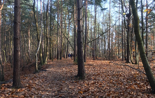 Winter woods Oxshott to Ashtead walk