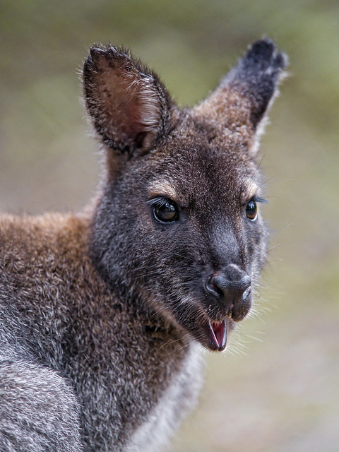 Smiling Bennetts kangaroo