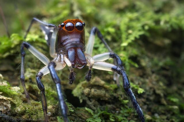 Male Jumping Spider (Hypaeus benignus?) - Cayo District, Belize