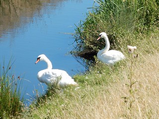 Swans on the Brede