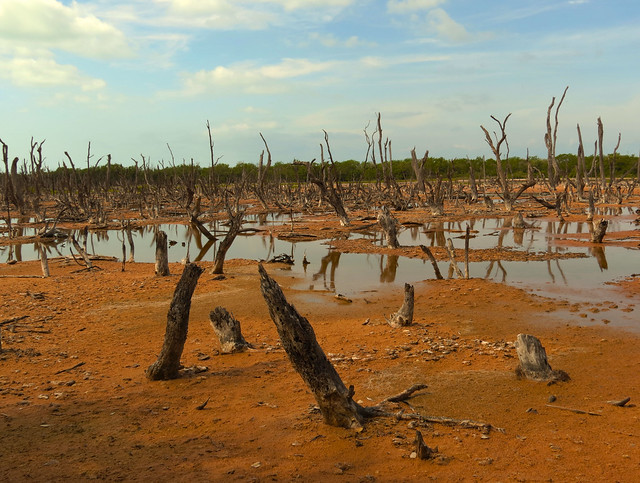 Dead Forest in Celestún Estuary