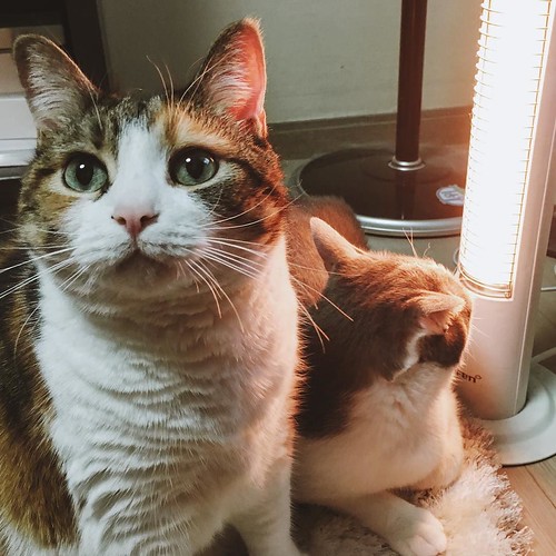 He's in my spot! #😺☀☁⚡ #😻 #😺 #cloudythecat #sunshinethecat #teamcatmojo #thunderthecat #cat #cats #thedailykitten #catstagram #catsofinstagram #cutecatsoninstagram #cute #kitten #kitty #neko #animal #pet #pets #pet | by chrisjwpenfold