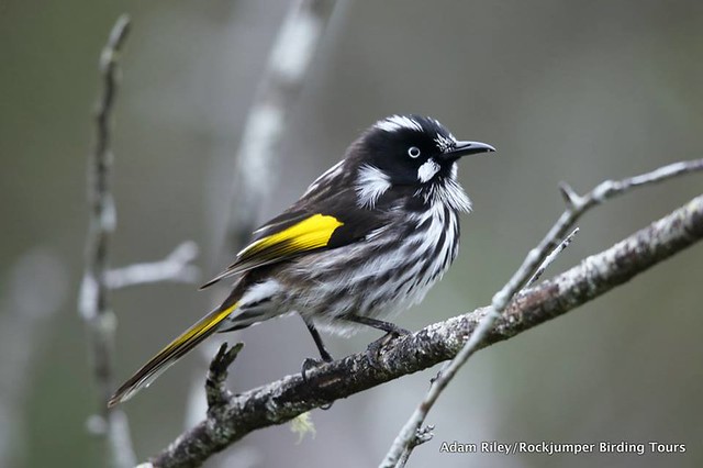 The New Holland Honeyeater by Adam Riley