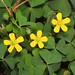 Flickr photo 'ecosystem/flora/Creeping Woodsorrel(Oxalis corniculata)' by: biodiversity western ghats lonavala.