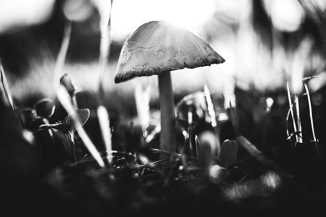 Mushroom monochrome
