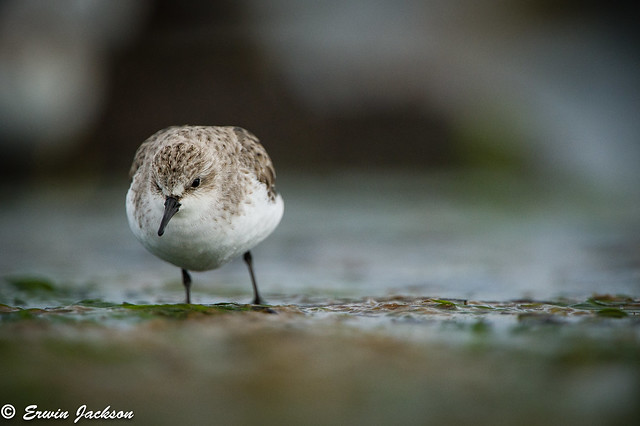 Red-necked stint hunting