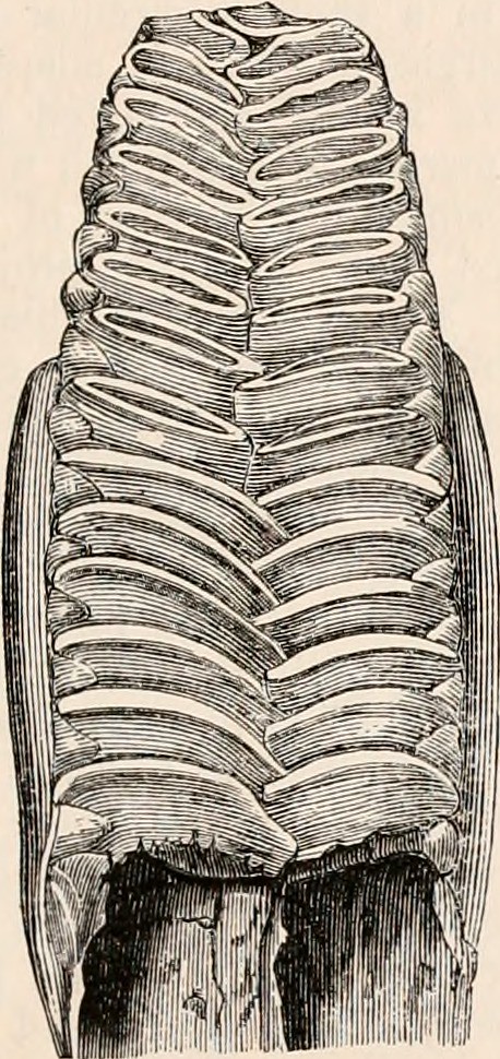 Image from page 90 of 