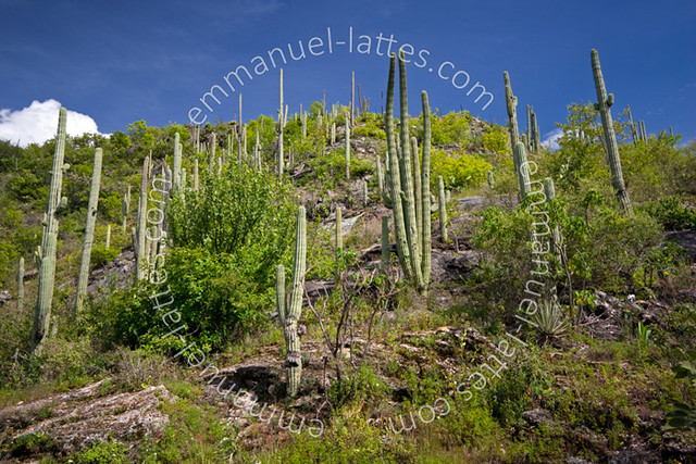 Cactus (Neobuxbaumia tetetzo) en été (Oaxaca, Mexique).