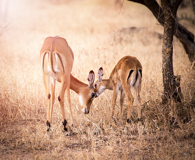 Bambi moment, Serengeti national park, Tanzania