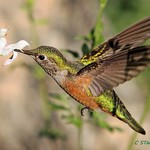 744 broadtail hummingbird