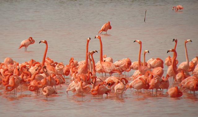 Flamingos in Celestún Estuary