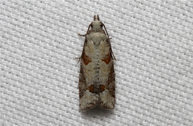Epinotia radicana (Red-striped Needleworm Moth) Hodges # 3269