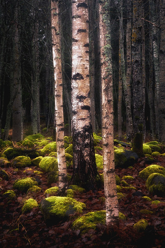 old graveyard kalmisto grave vesilahti finland suomi autumn fall dark moss green birch forest tree landscape scenery maisema päivääniemi lempäälä hautaröykkiö metsä