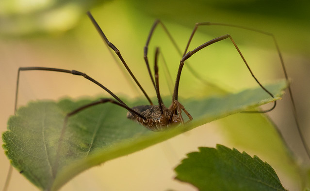 Harvestman (opilione) staying still for once