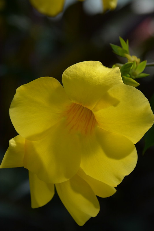 Golden Trumpet (Allamanda Cathartica 'Hendersonii'), Kew Gardens