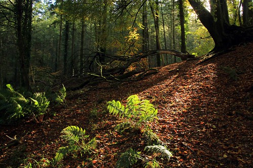 quantocks quantockhills somerset wood woodland forest trees autumn nature leaves tree outside outdoor
