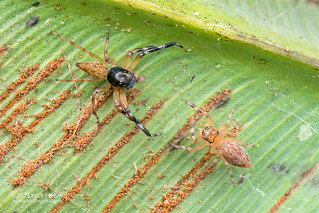 Jumping spiders (Salticidae) - DSC_2387