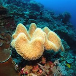 Leather coral (feeding)