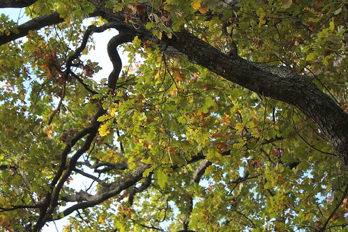 Quercus pedonculatus - chêne pédonculé 22573476686_a726878f76