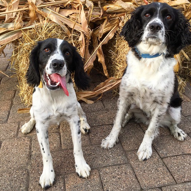 Two springers in the fall.