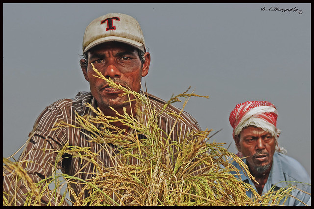 Migrant Workers Khan Bari, Rice Fields, Portrait