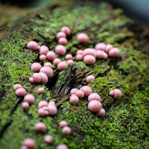 mushroom unitedstates pennsylvania fungi lancastercounty tucquanglen holtwood