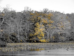 Mill Pond Park -- Autumn (5)