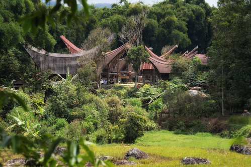 culture batutumonga landscape ethnic tanatoraja architecture green tongkonan indonesia tropical sulawesi idn