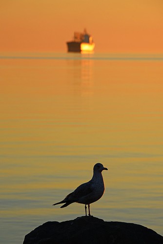 lakesuperior cornelia seagull sunrise duluth