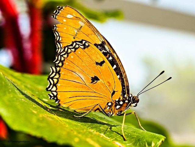 Beautiful Butterfly close up