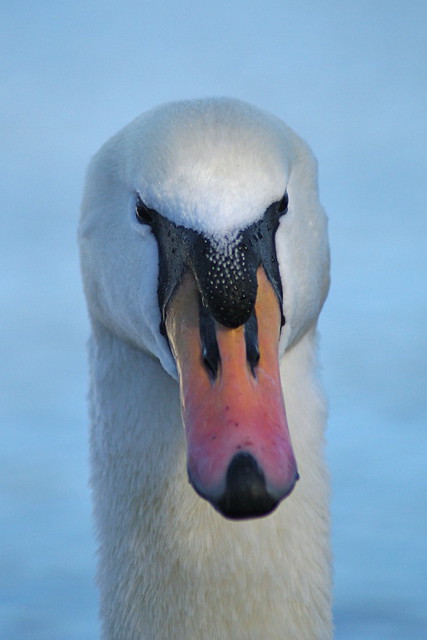 Male Mute Swan-Cygnus olor