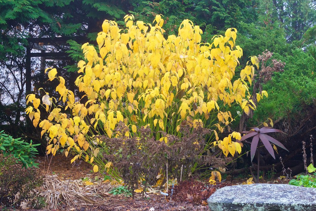 Image of Yellow Dogwood in Fall