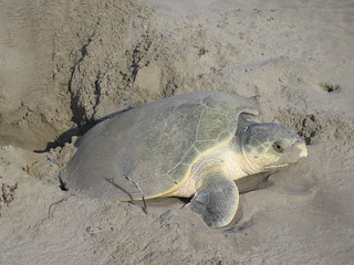 04/17/2005 - 3:22pm - turtle laying eggs 001