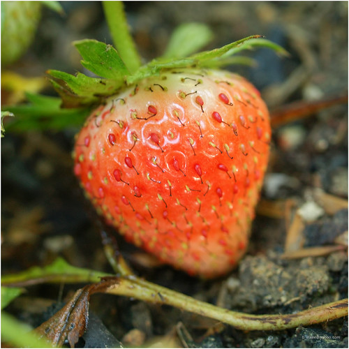 backyard strawberry | by b. inxee♪♫