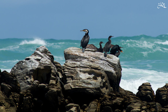Cape cormorants