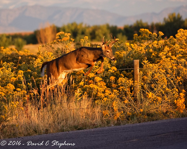 Young Buck Jumps Fence at Sunrise (Explored)