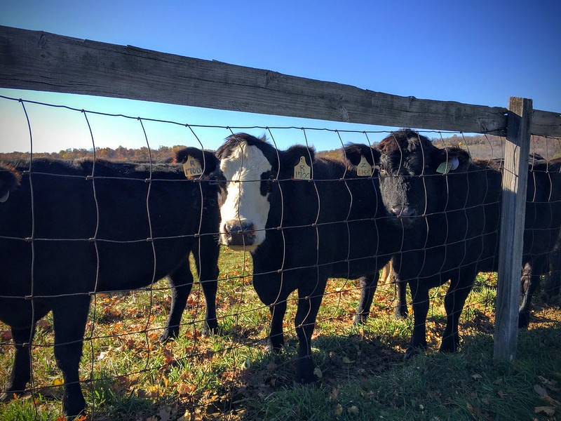 Black Angus cows looking through a wire fence.