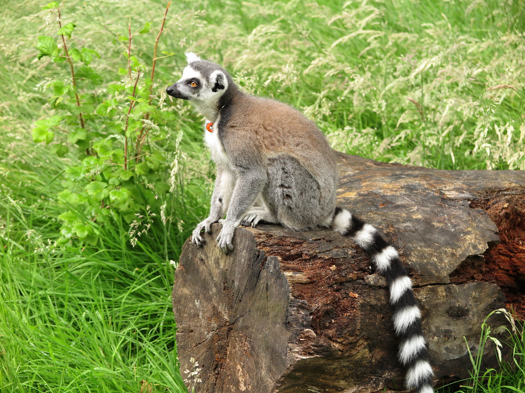 Lemurs {Day 2} (Edinburgh)
