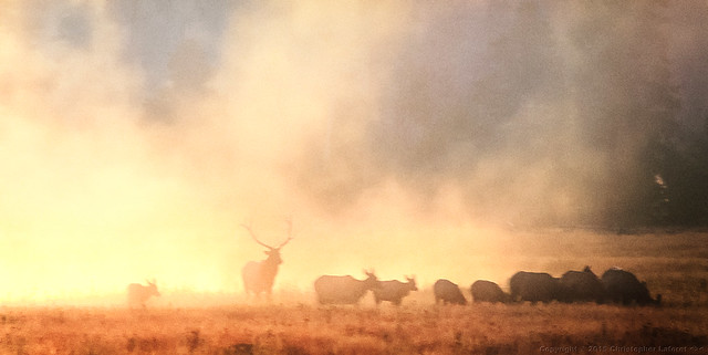 Elk Herd in Mist at Sunrise