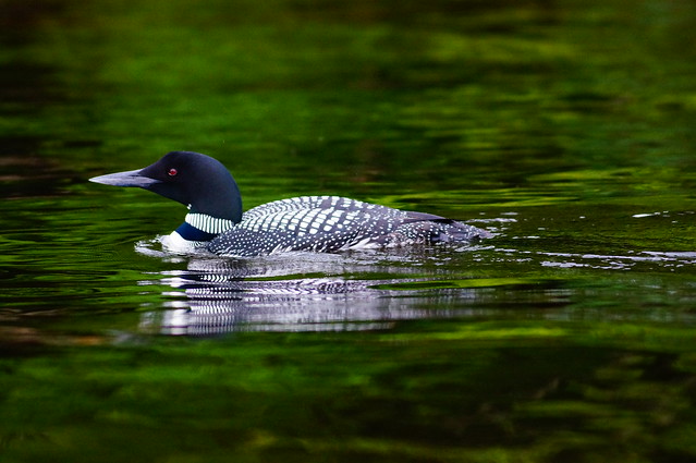 Loon on Fourth Lake